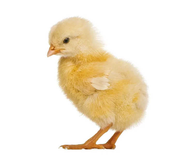 Framed Print : Chick 8 days old, isolated on white Framed Print : Chick 8 days old, isolated on white