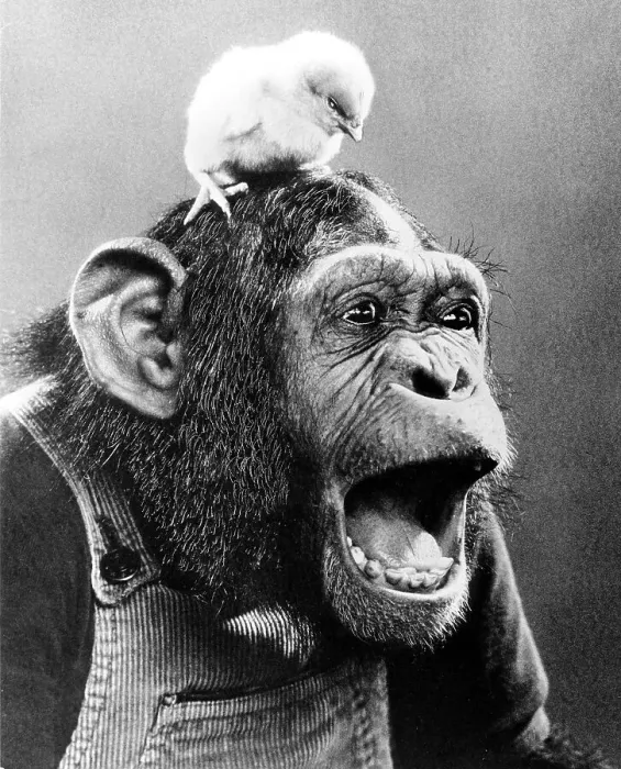 Framed Print : Chick on the head of a screeching chimpanzee Framed Print : Chick on the head of a screeching chimpanzee