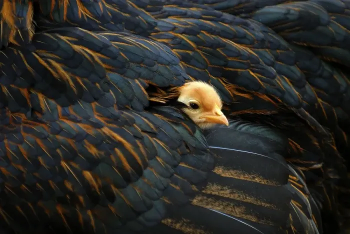 Framed Print : Chick peaking out from its mother's feathers Chick peaking out from its mother's feathers