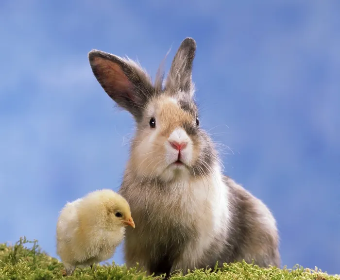 Framed Print : Chick and rabbit, chick and domestic rabbit