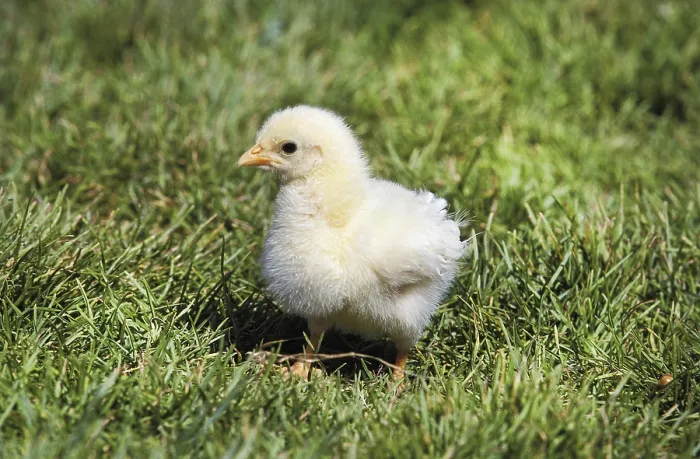 Framed Print : Chick standing on Grass