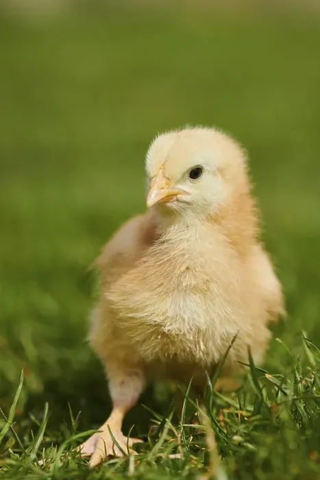Framed Print : Chicken (Gallus domesticus) chick on a meadow Framed Print : Chicken (Gallus domesticus) chick on a meadow