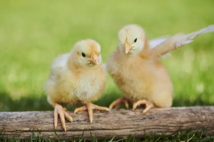 Framed Print : Chicken (Gallus domesticus) chicks on wood in a meadow Framed Print : Chicken (Gallus domesticus) chicks on wood in a meadow