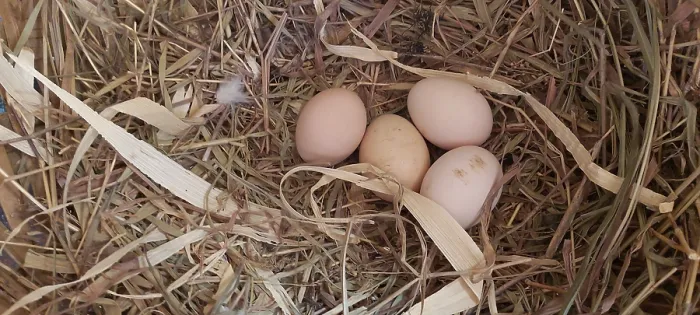 Framed Print : Chicken, hen eggs in the nest, Minas Gerais