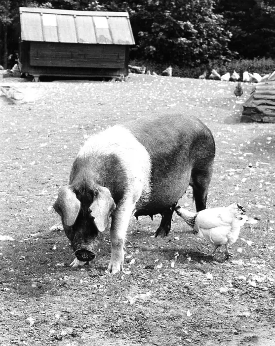 Framed Print : Chicken nibbling on the udder of a pig