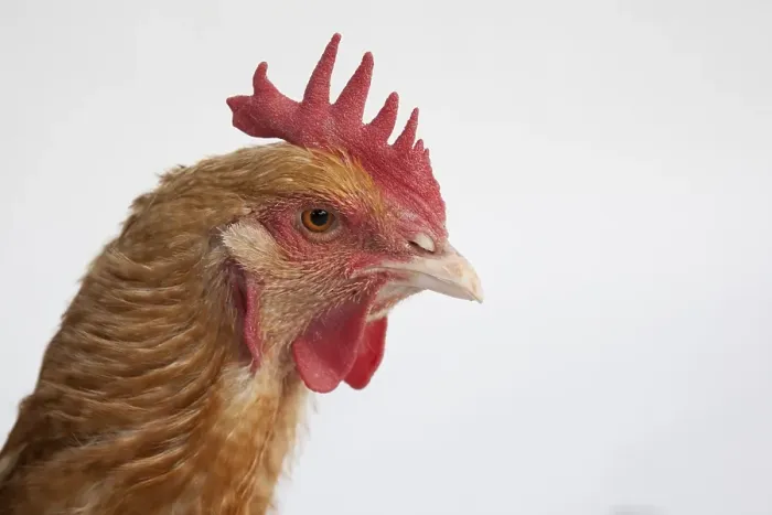 Framed Print : Chicken, portrait Framed Print : Chicken, portrait