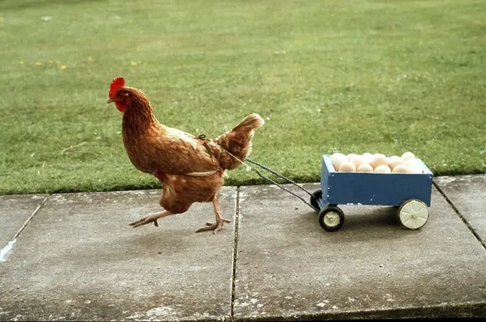 Framed Print : Chicken pulls a cart with eggs