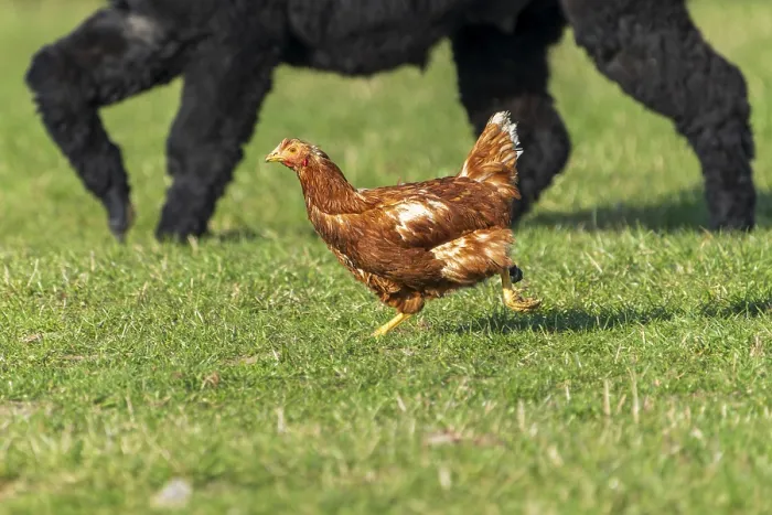 Framed Print : A chicken runs in a meadow, in the background a big dog Framed Print : A chicken runs in a meadow, in the background a big dog