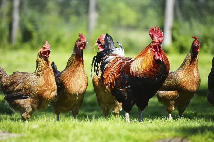 Framed Print : Chickens on traditional free range poultry farm Framed Print : Chickens on traditional free range poultry farm