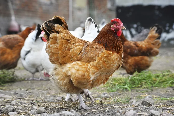 Framed Print : Chickens on traditional free range poultry farm