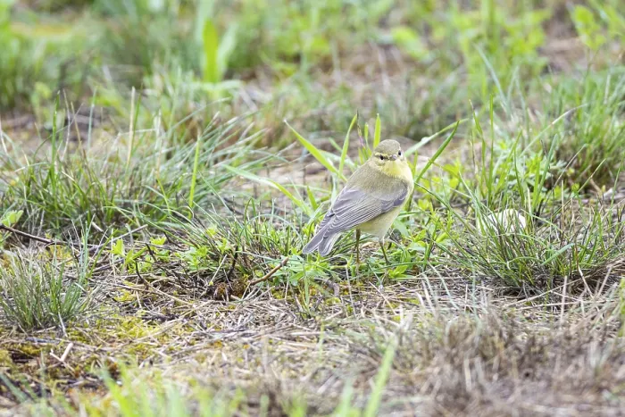 Framed Print : Chiffchaff (Phylloscopus collybita) Germany