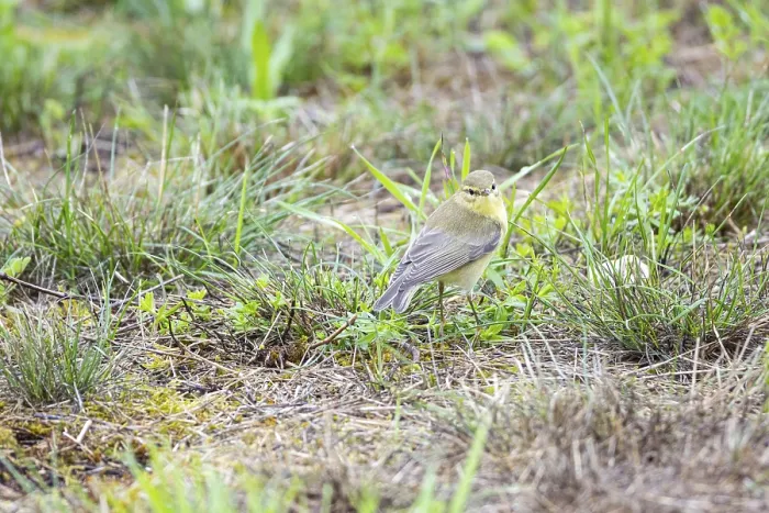 Framed Print : Chiffchaff (Phylloscopus collybita) Germany Framed Print : Chiffchaff (Phylloscopus collybita) Germany