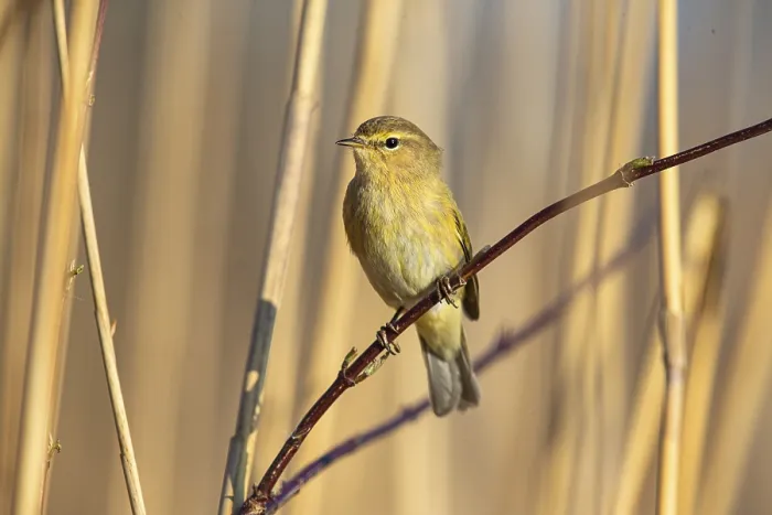 Framed Print : Chiffchaff (Phylloscopus collybita) Germany Framed Print : Chiffchaff (Phylloscopus collybita) Germany