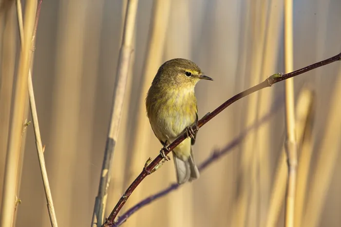 Framed Print : Chiffchaff (Phylloscopus collybita) Germany