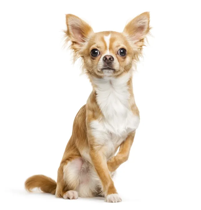 Framed Print : Chihuahua, 9 months old, sitting in front of white background Framed Print : Chihuahua, 9 months old, sitting in front of white background