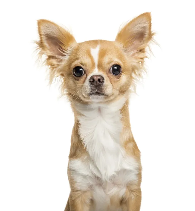 Framed Print : Chihuahua, 9 months old, in front of white background