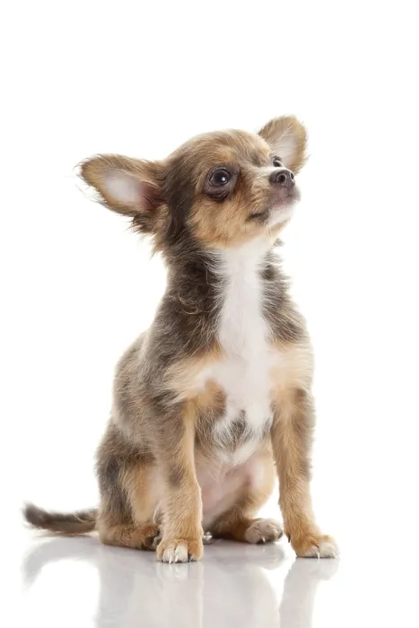 Framed Print : Chihuahua. Cute Chihuahua dog on a white background
