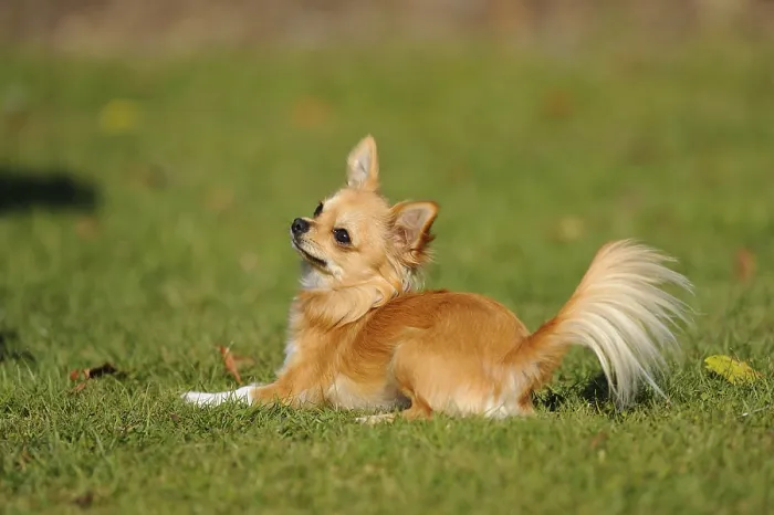 Framed Print : A Chihuahua lies on a green meadow and looks attentively to the side