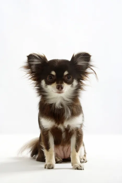 Framed Print : Chihuahua, long-haired Framed Print : Chihuahua, long-haired
