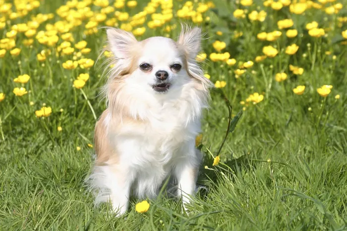 Framed Print : Chihuahua, long-haired
