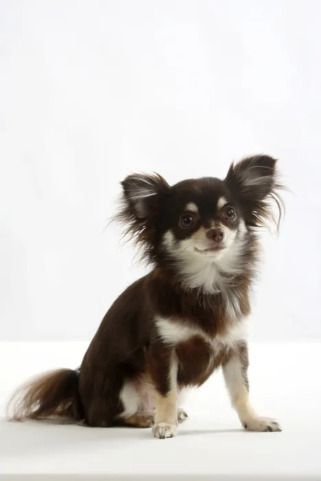 Framed Print : Chihuahua, long-haired Framed Print : Chihuahua, long-haired