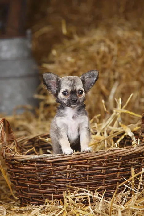 Framed Print : Chihuahua, Longhair, Puppy, Wicker Basket