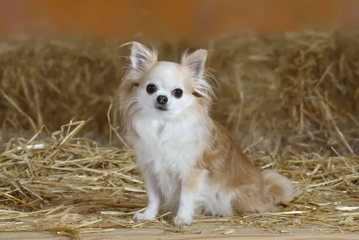 Framed Print : Chihuahua, longhaired, 8 years old