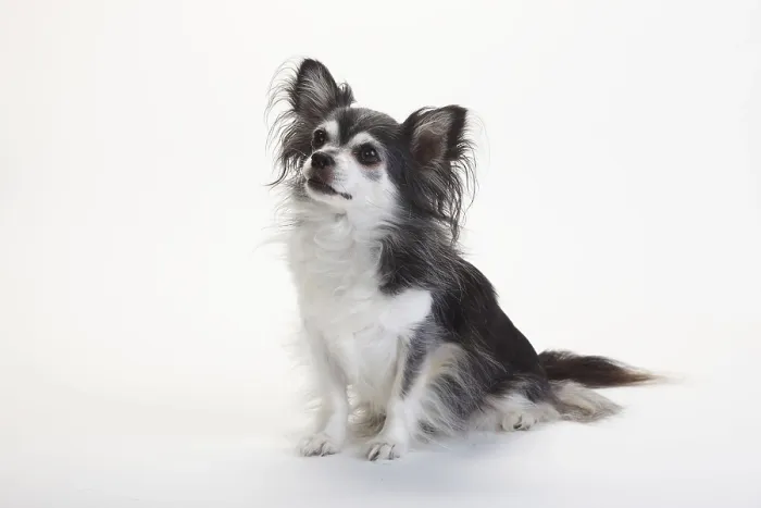 Framed Print : Chihuahua, longhaired, black with white