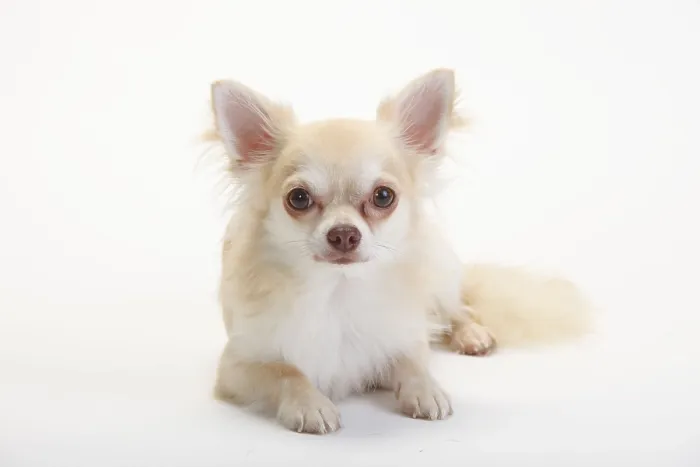 Framed Print : Chihuahua, longhaired, isabell