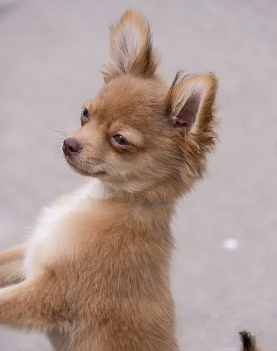 Framed Print : Chihuahua mix puppy on a walk, close-up
