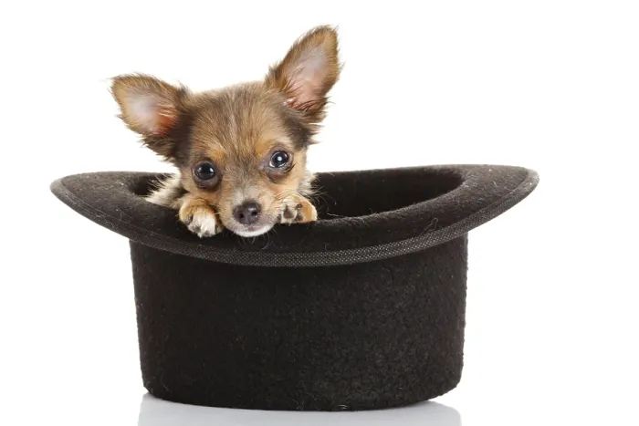 Framed Print : Chihuahua puppy in a hat