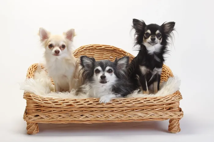 Framed Print : Chihuahuas, long-haired