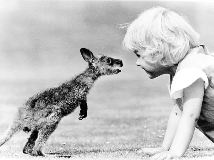 Framed Print : Child and baby kangaroo, England, Great Britain
