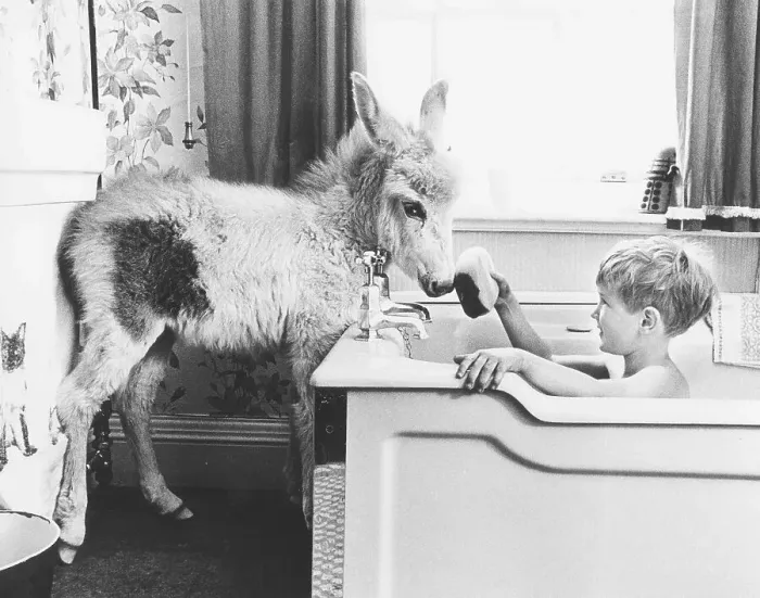 Framed Print : Child baths in bath tub with donkey standing in the bathroom