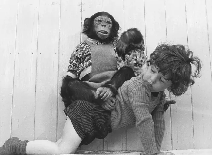 Framed Print : Child carries chimpanzee and baby lion on his back