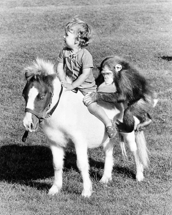 Framed Print : Child and chimpanzee ride on a pony