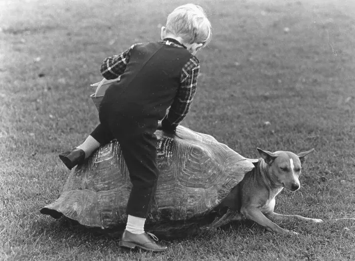 Framed Print : Child and a dog playing with a turtle shell Framed Print : Child and a dog playing with a turtle shell