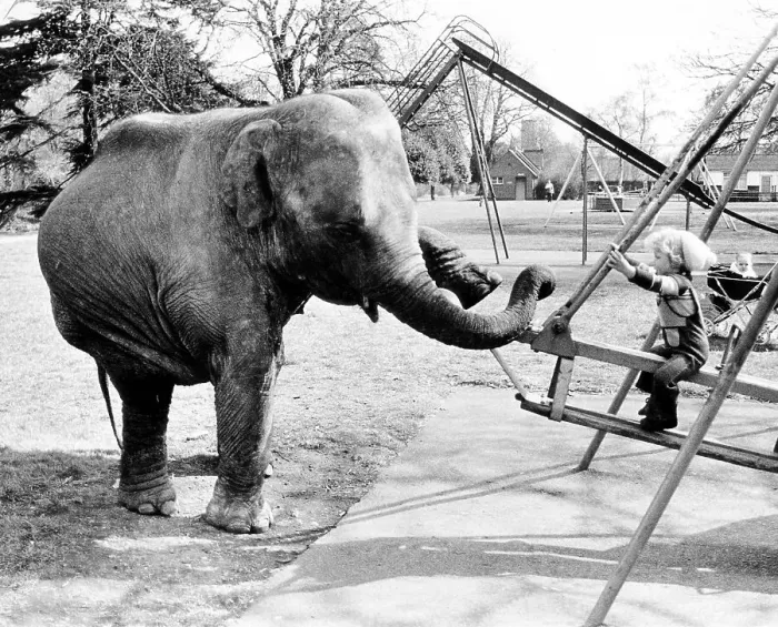 Framed Print : Child and elephant swinging, England
