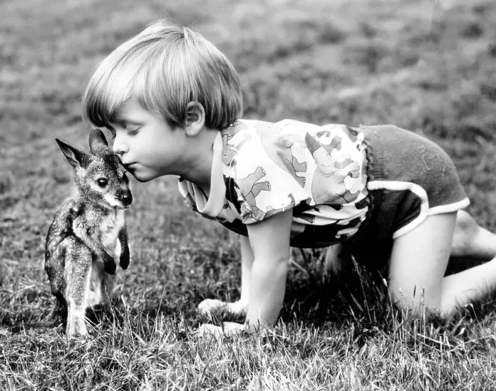 Framed Print : Child gives baby kangaroo a kiss Framed Print : Child gives baby kangaroo a kiss