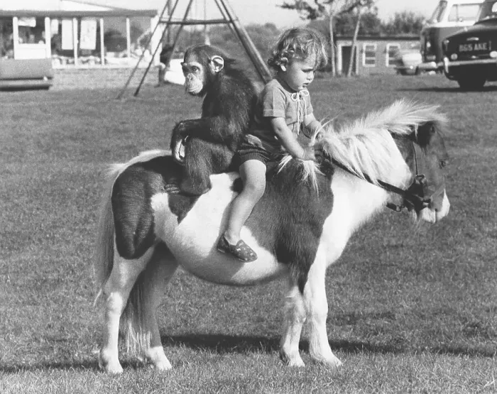 Framed Print : Child and monkey ride on a pony