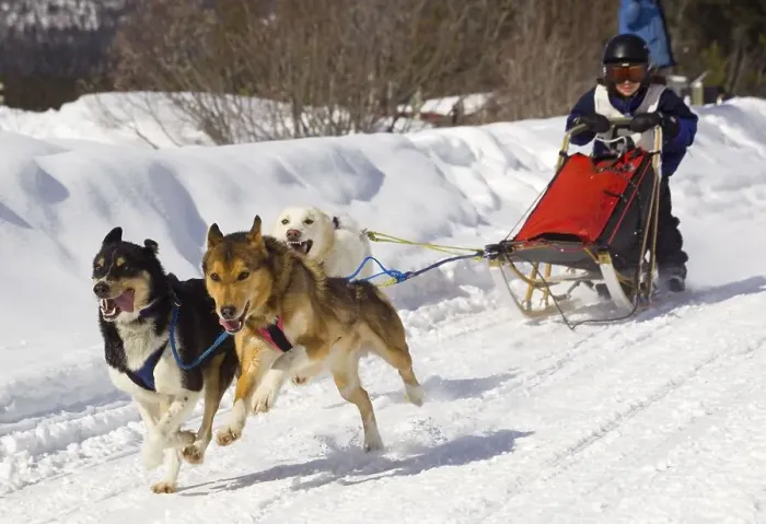 Framed Print : Child mushing a sled dog team, Alaskan Huskies Framed Print : Child mushing a sled dog team, Alaskan Huskies