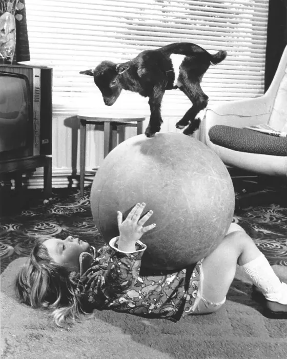 Framed Print : Child playing with a big ball with a little goat standing on it