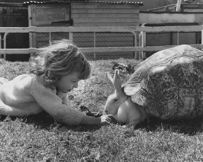 Framed Print : Child playing with rabbits, England, Great Britain