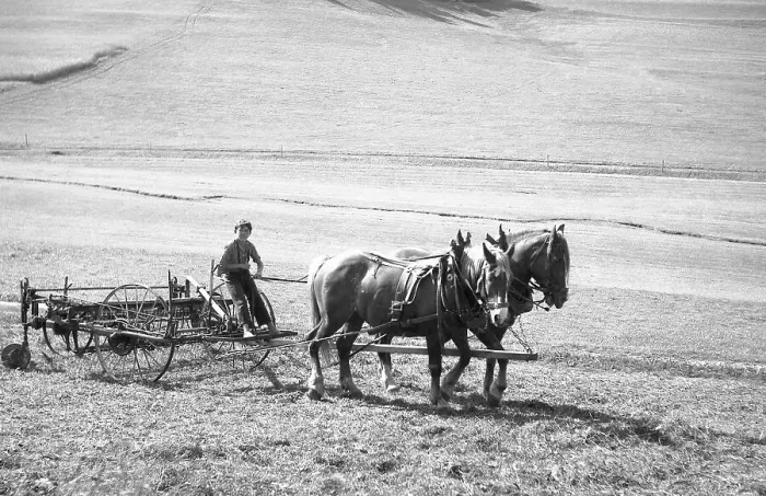 Framed Print : Child plows field with strained horses Framed Print : Child plows field with strained horses