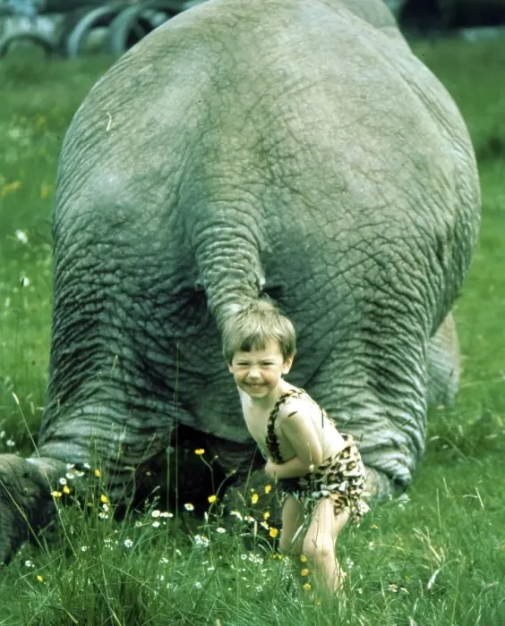 Framed Print : Child pulls elephant on tail, England