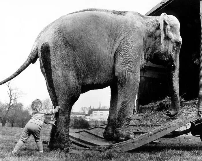 Framed Print : Child pushes elephants on the car Framed Print : Child pushes elephants on the car