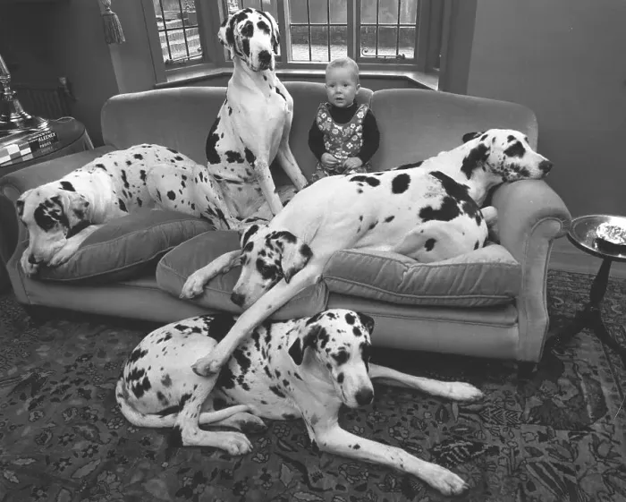 Framed Print : Child sits with Dalmatians on the sofa Framed Print : Child sits with Dalmatians on the sofa