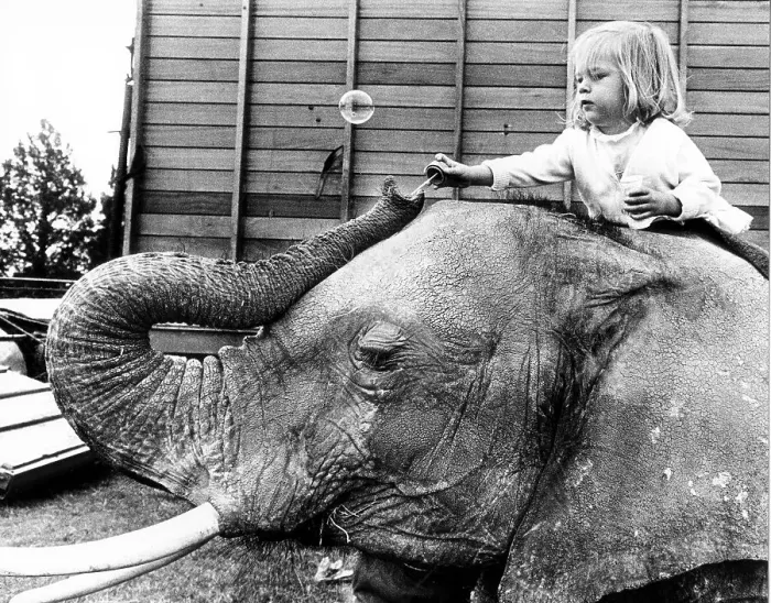 Framed Print : Child sitting on elephant's back