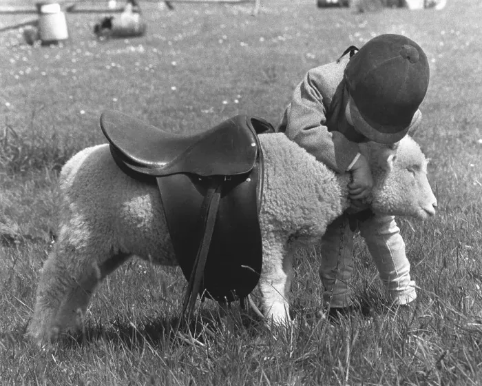 Framed Print : Child tries to ride with a saddle on a sheep