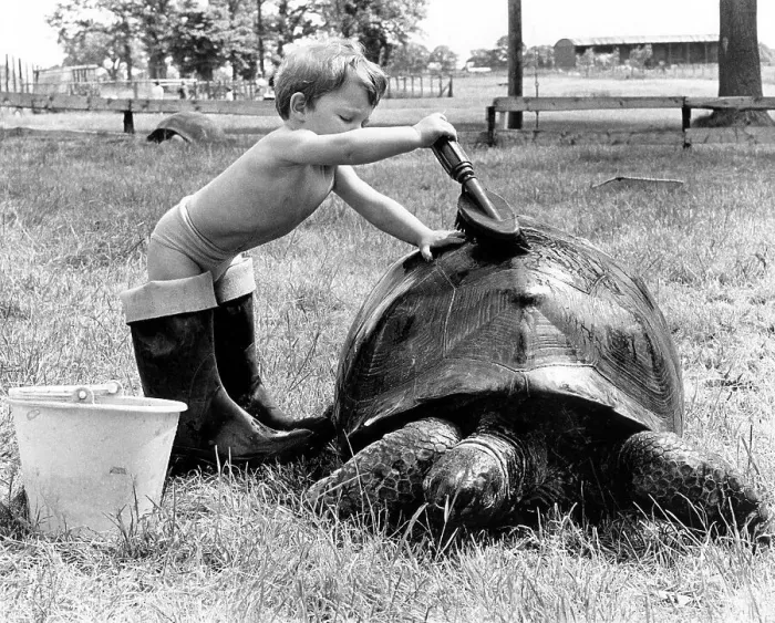 Framed Print : Child washing a turtle, England, Great Britain Framed Print : Child washing a turtle, England, Great Britain
